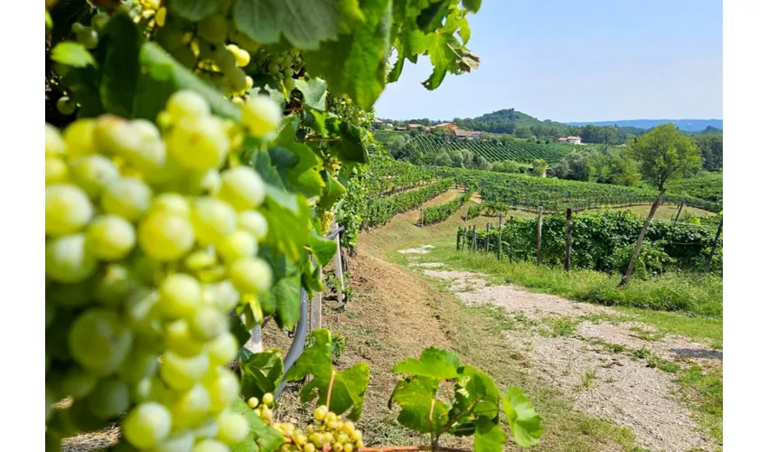 Venezia: Tour guidato del Prosecco + trasferimento + degustazione di vini + pranzo