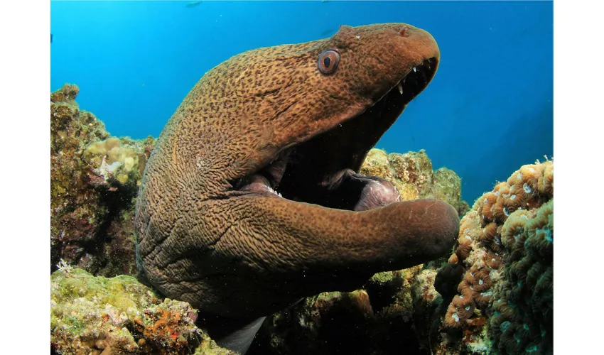 Acquario di Cattolica: Biglietto con accesso rapido