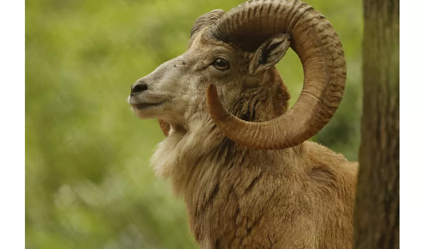 Parco Natura Viva: Biglietto a data aperta