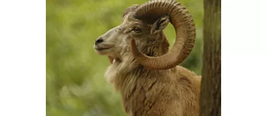 Parco Natura Viva: Open Date Ticket