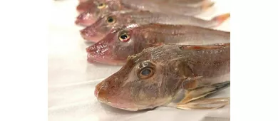 Emilia-Romaña: Clase de cocina marinera + Comida o Cena + Bebidas