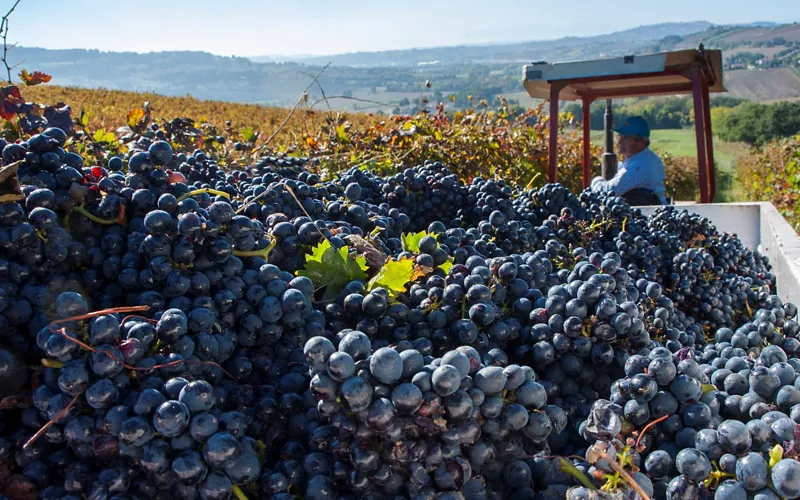 2_camerano_vendemmia.jpg