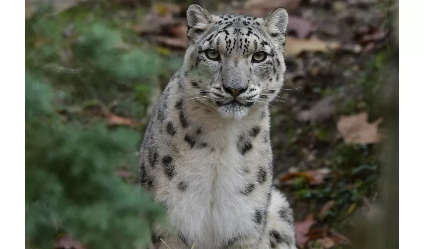 Parco Natura Viva: Biglietto a data aperta