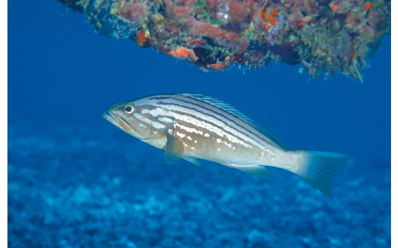Schnorcheln auf der Insel Capo Rizzuto und Le Castella