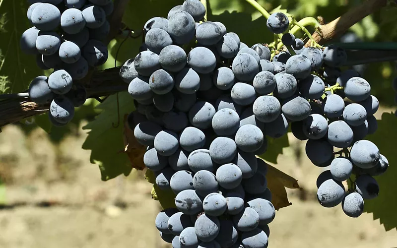 foto per visitsicily - Tour di vini del Nord-Est della Sicilia - ph P. Barone