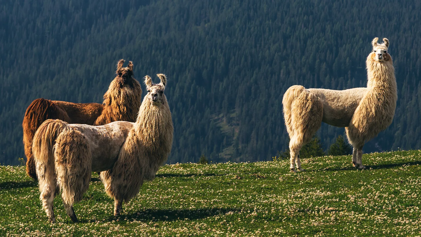 6 destinos imprescindibles para darse un paseo entre alpacas y llamas en Italia