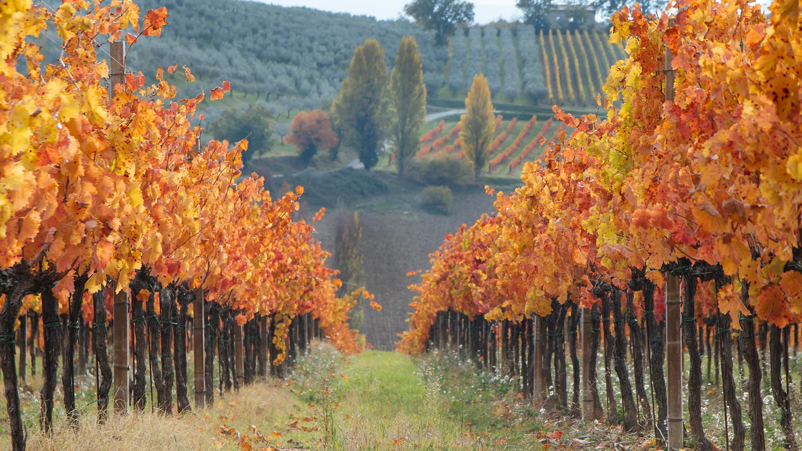 Cantine Aperte San Martino 2024