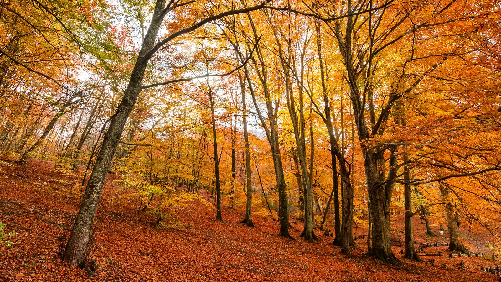 The ancient Italian beech forests, primeval forests and a temple of nature