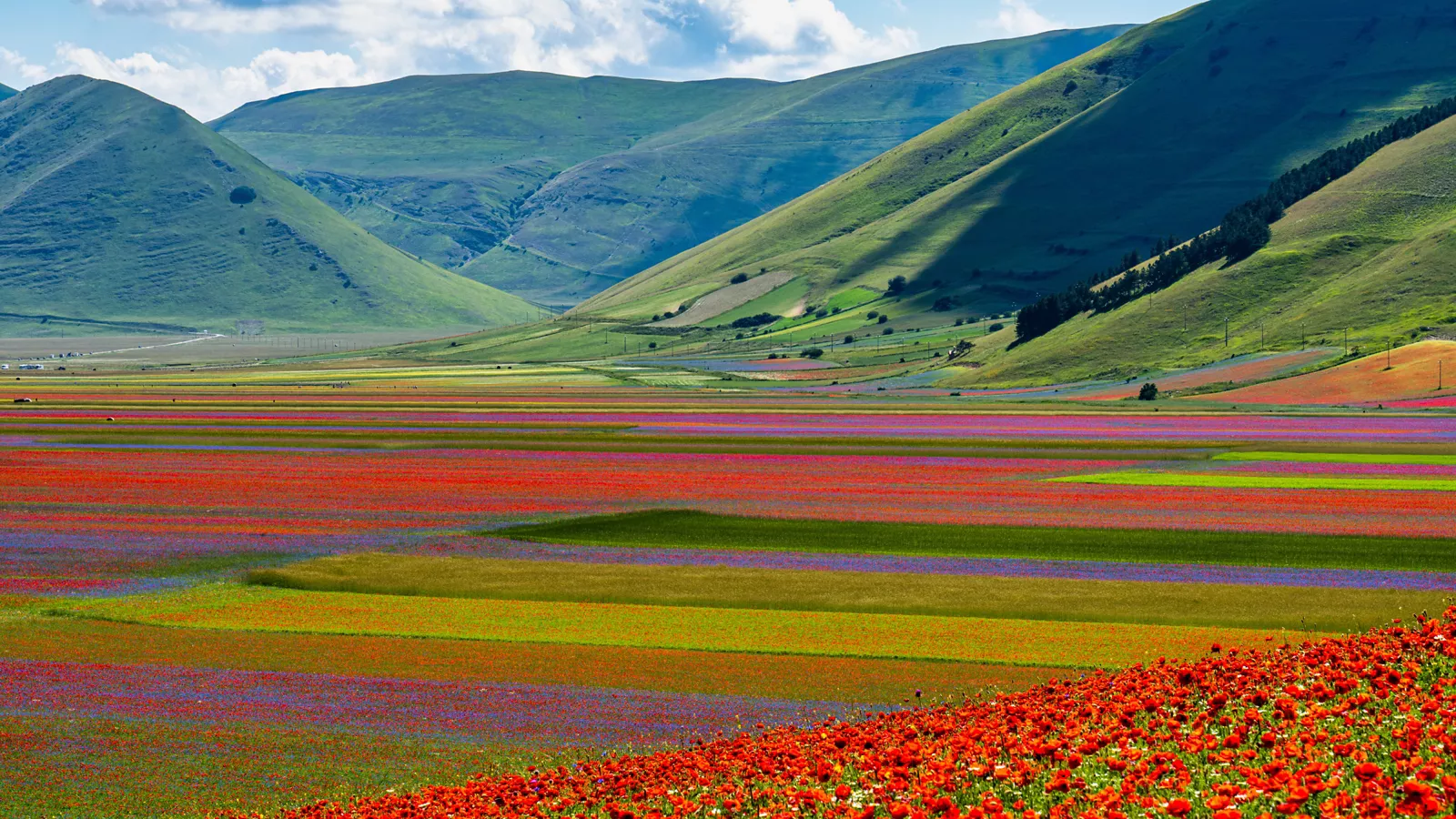 Floraciones en Italia: una paleta de colores