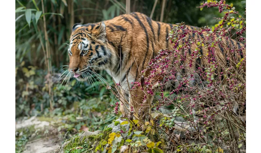 Parco Natura Viva: Biglietto a data aperta
