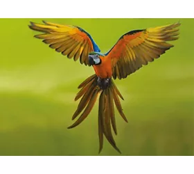 Parco Tematico Oltremare: Biglietto d'ingresso