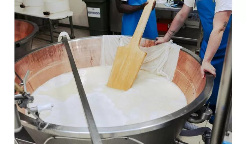 Noceto: Parmesan Cheese Factory Guided Tour