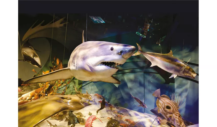 Acquario di Cattolica: Biglietto con accesso rapido