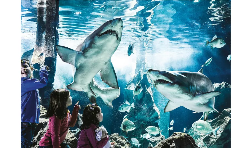 Acquario di Cattolica: Biglietto con accesso rapido