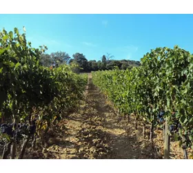 Toscana: excursão a partir de Roma com almoço
