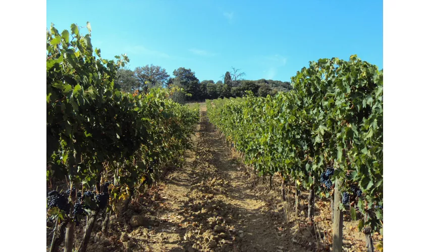 Excursion d'une journée dans la campagne toscane depuis Rome avec déjeuner