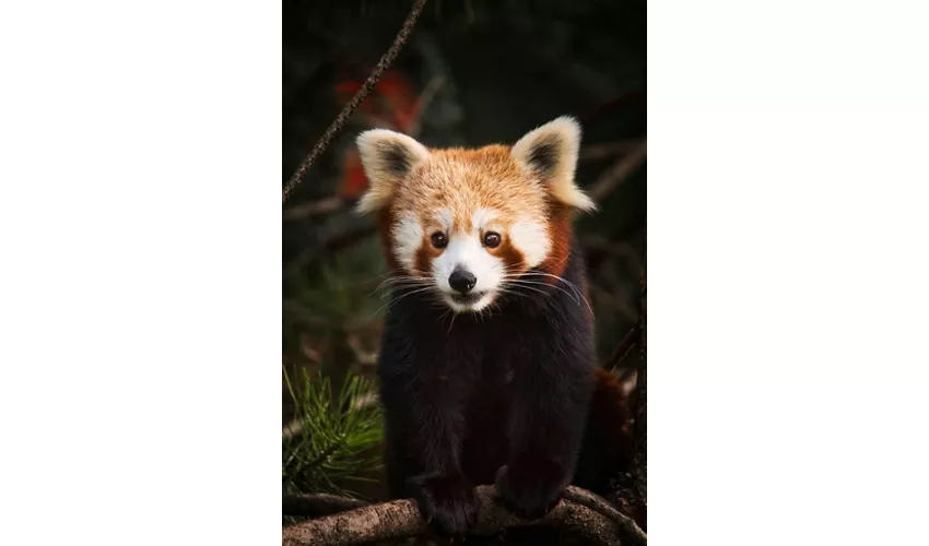 Parque Natura Viva: Entrada con fecha abierta
