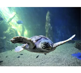 Aquarium of Cala Gonone: Entry Ticket