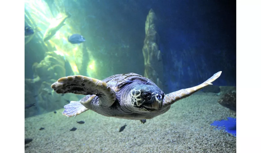 Acuario de Cala Gonone: Entrada