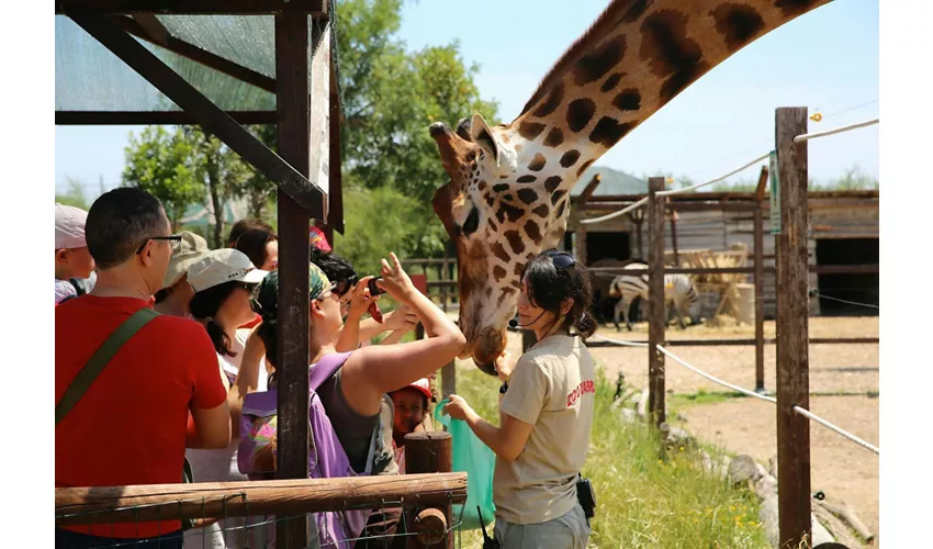 Jardim Zoológico de Abruzzo: bilhete de entrada