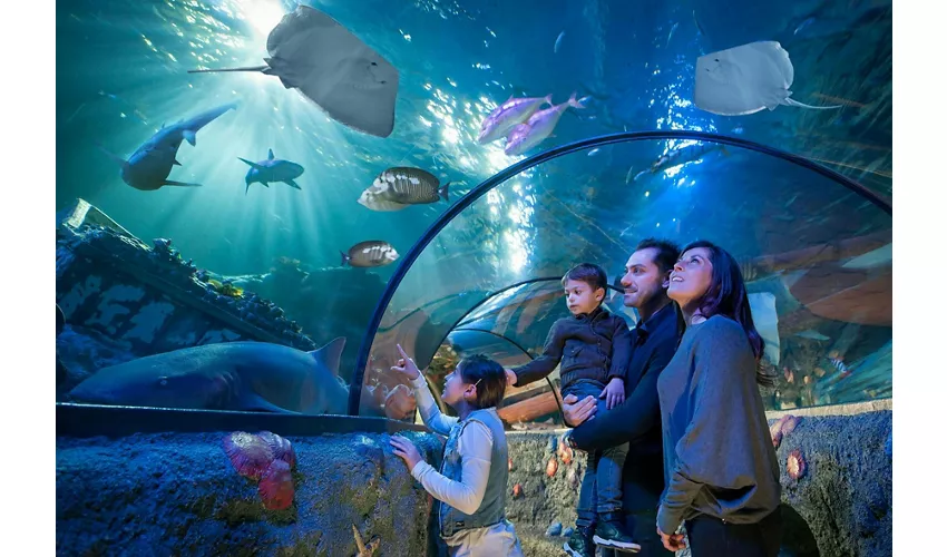 Gardaland Park, LEGOLAND® Water Park e SEA LIFE Aquarium: Pass Combo di 2 giorni