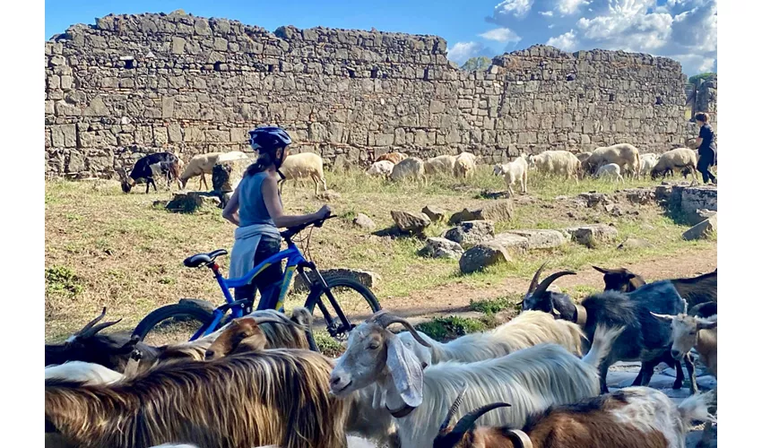 Via Appia: Tour in E-Bike fuori dai sentieri battuti + Catacombe + Cibo