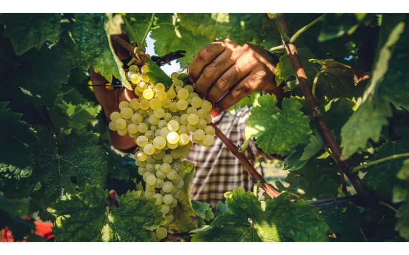 Nel Fermano e nel Piceno, tra Pecorino e Passerina 