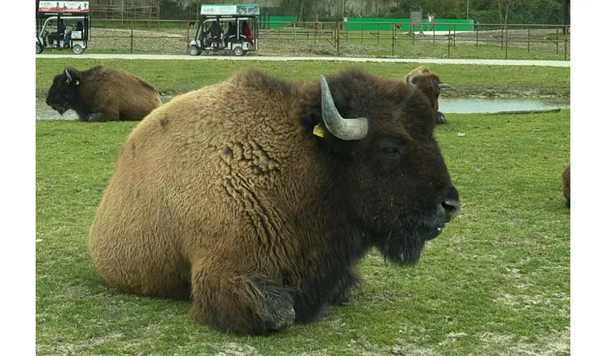 Entrada Safari Ravenna