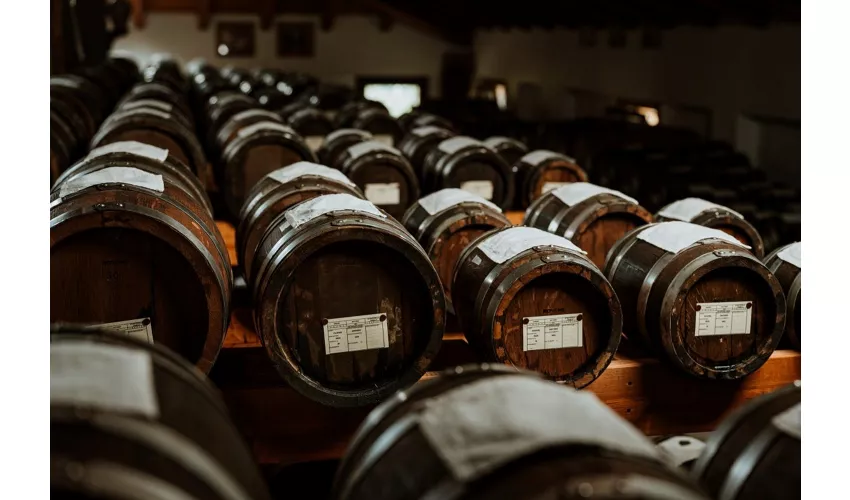 Módena: Visita guiada + Degustación de Vinagre Balsámico