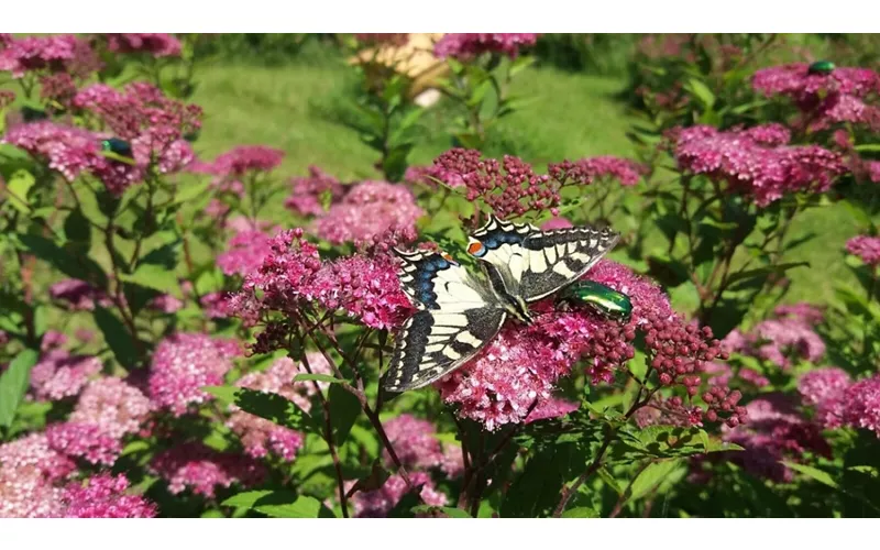 Le Jardin des Papillons à Montalto di Cessapalombo : une oasis de nature et de merveille (MC)