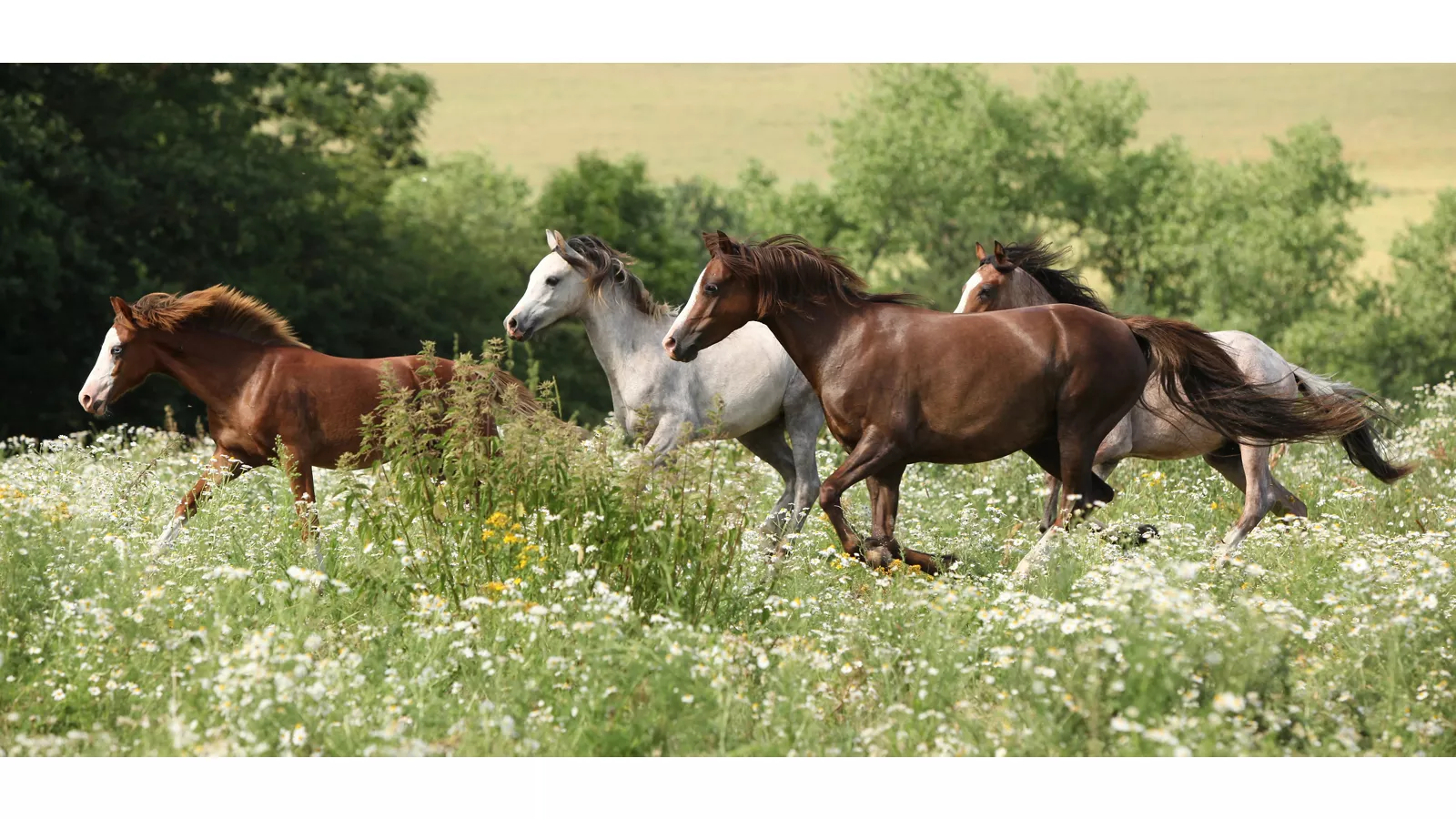 Itinerari a cavallo - Italia.it