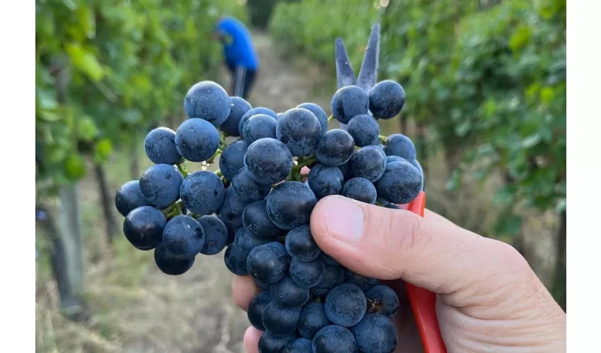 Tenuta La Viola: Visita guiada y cata de vinos