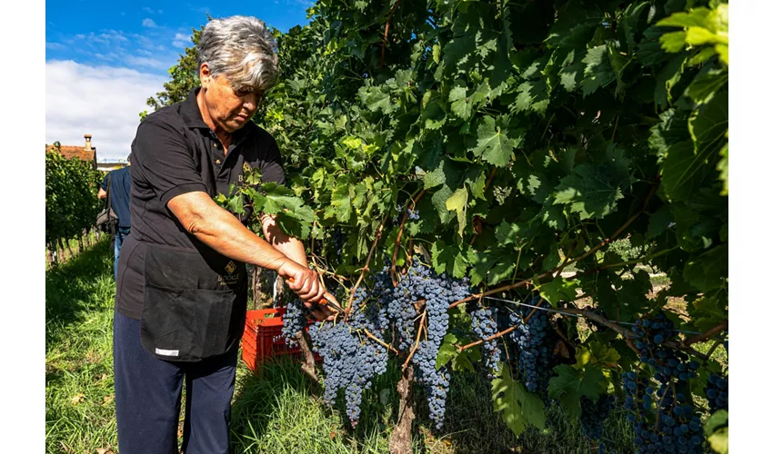 Visita guidata della cantina e degustazione privata a Montefalco