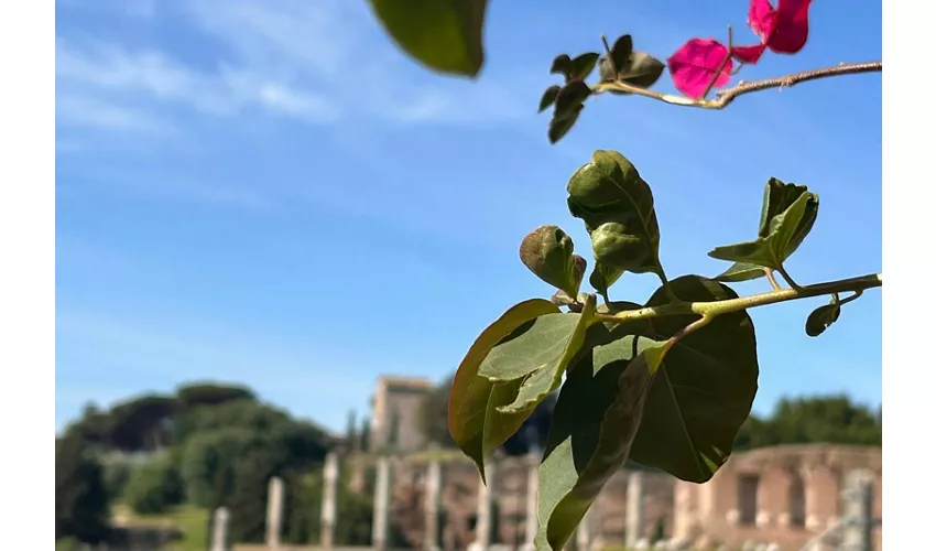 Colosseo, Foro Romano e Palatino + Audioguida digitale