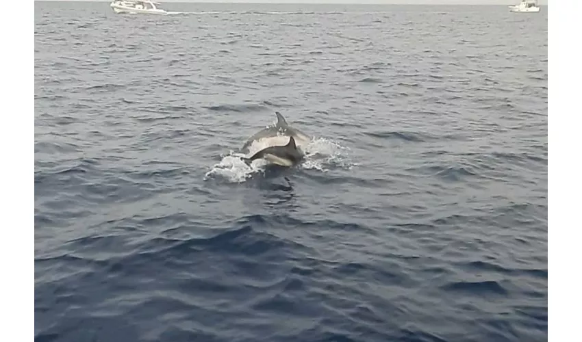 Taormina: Excursión con delfines al atardecer + Aperitivo