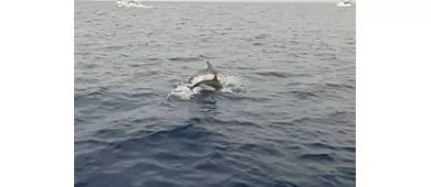 Taormina: Excursión con delfines al atardecer + Aperitivo