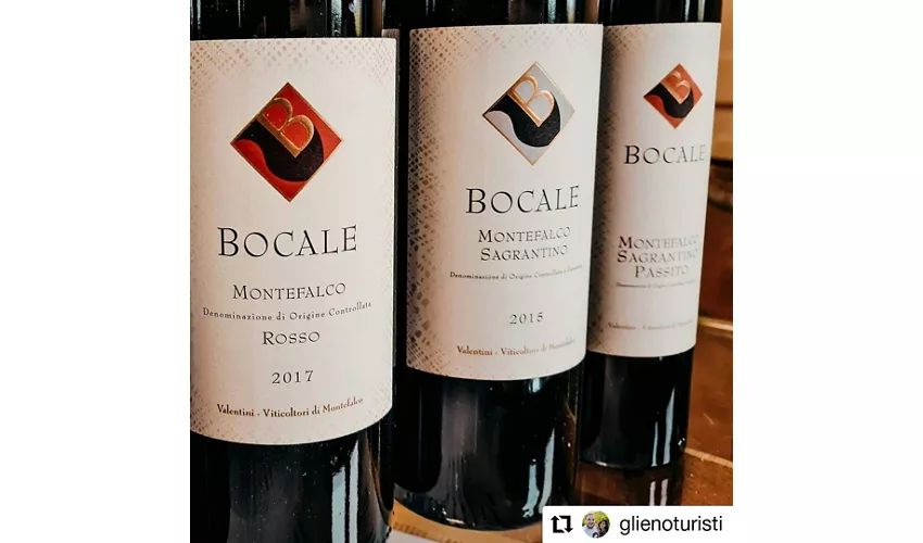 Guided Winery Tour and Private Tasting in Montefalco
