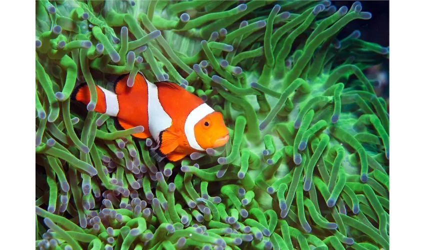 Acquario di Cattolica: Biglietto con accesso rapido