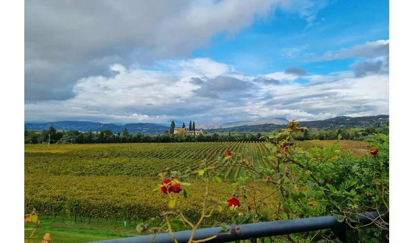 Lake Garda: Wine Tasting + Bardolino Vineyard Tour