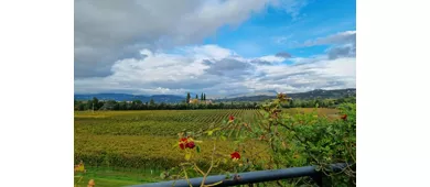 Lake Garda: Wine Tasting + Bardolino Vineyard Tour