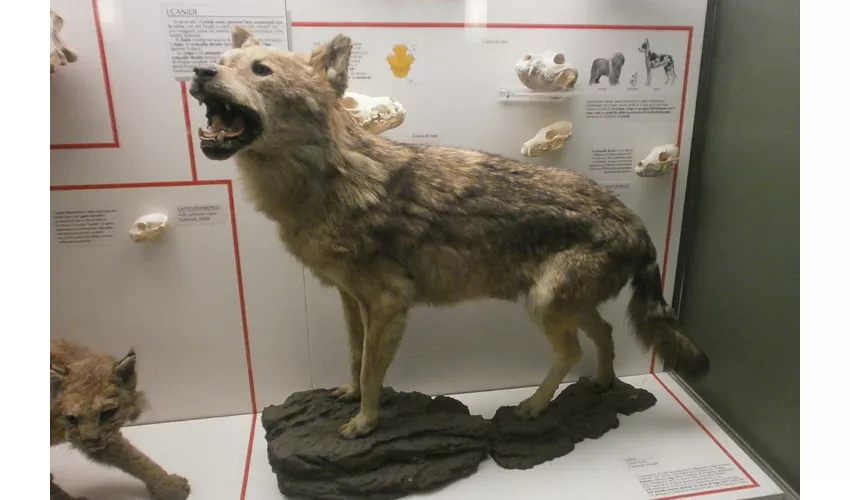 Museo Civico di Storia Naturale di Milano: Biglietto d'ingresso + Audioguida