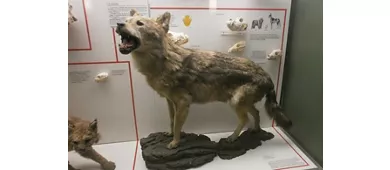 Museo Civico di Storia Naturale di Milano: Biglietto d'ingresso + Audioguida