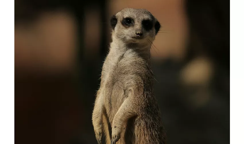 Parco Natura Viva: Biglietto a data aperta