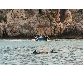 Taormina: Excursión con delfines al atardecer + Aperitivo