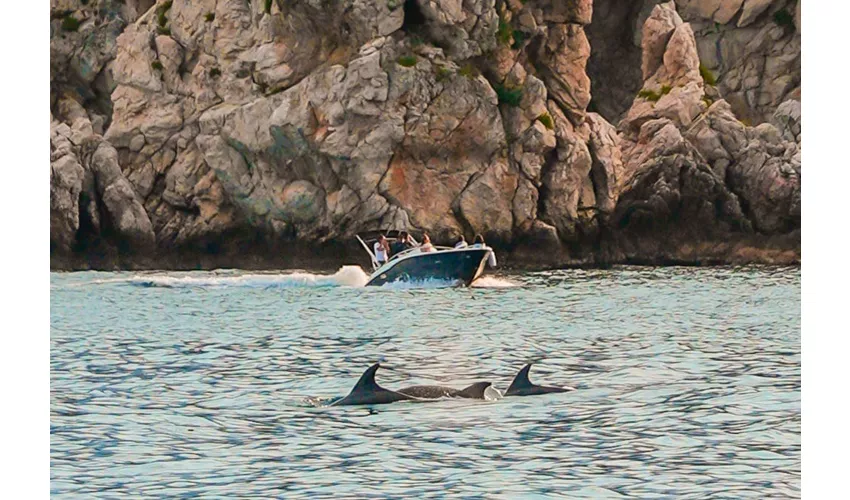 Taormina: Delfin Tour bei Sonnenuntergang + Aperitif