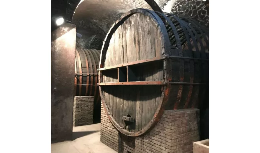 Wine Museum MUVIS