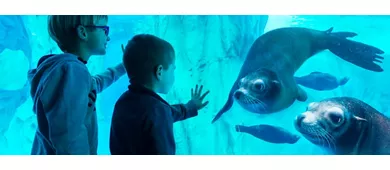 Gardaland SEA LIFE Aquarium: Entry Ticket