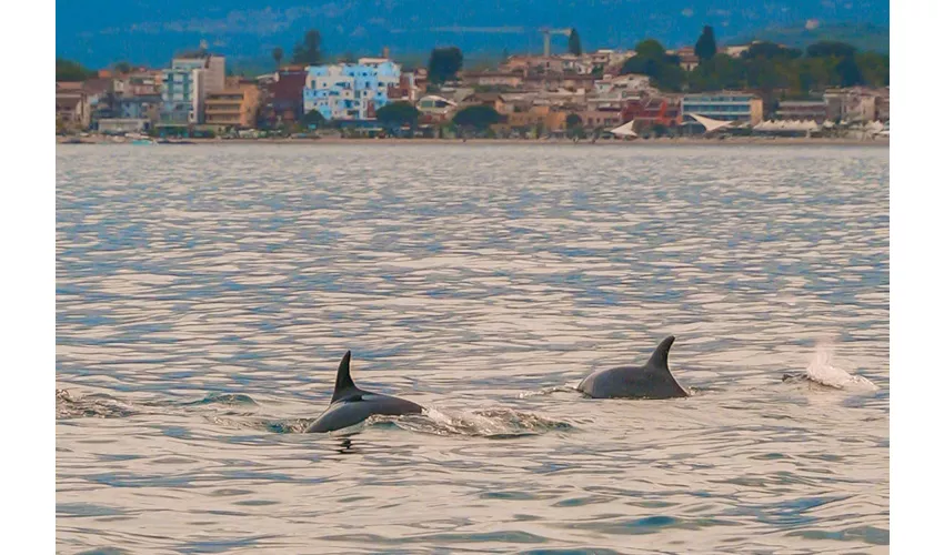 Taormina: Delfin Tour bei Sonnenuntergang + Aperitif