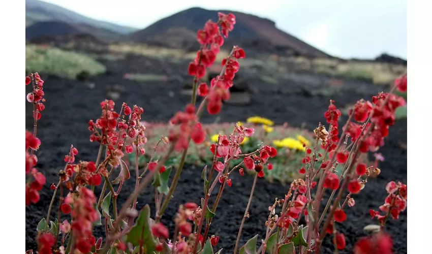 Etna: Excursión desde Catania