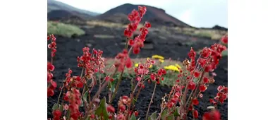 Etna: Excursión desde Catania